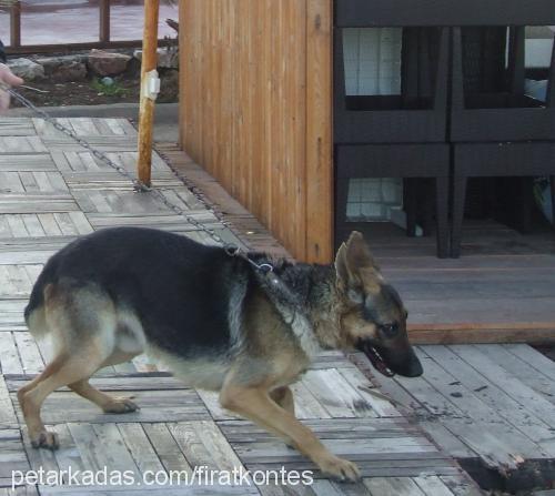 oscar Erkek Alman Çoban Köpeği