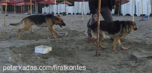 kontes Dişi Alman Çoban Köpeği