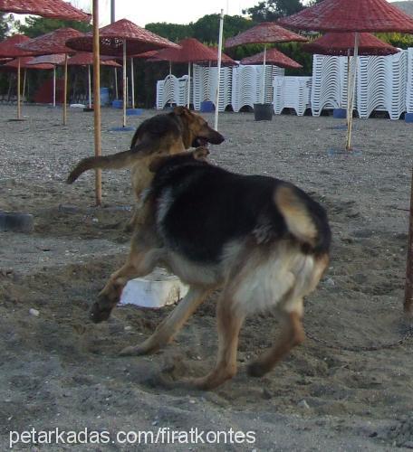 kontes Dişi Alman Çoban Köpeği