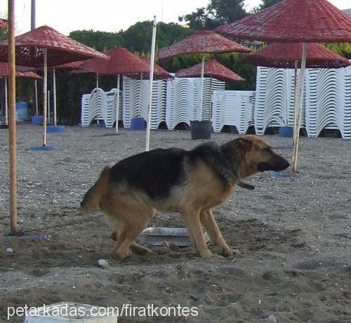 kontes Dişi Alman Çoban Köpeği