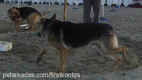 kontes Dişi Alman Çoban Köpeği