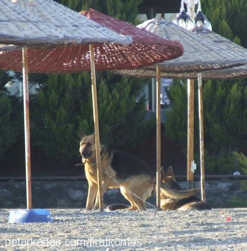 kontes Dişi Alman Çoban Köpeği