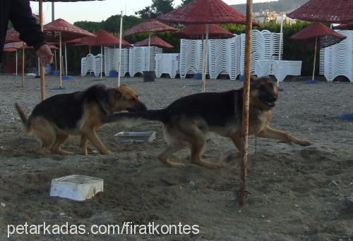 kontes Dişi Alman Çoban Köpeği