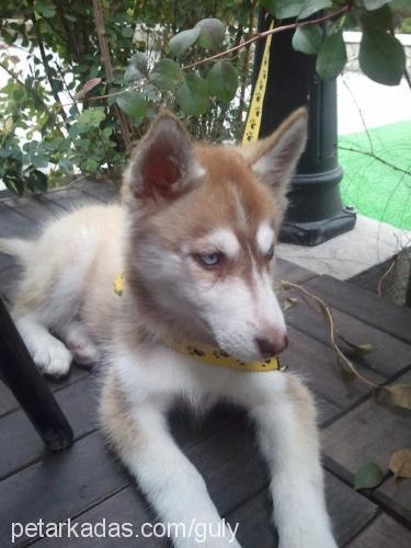 sasha Dişi Sibirya Kurdu (Husky)