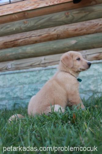 bulut Erkek Golden Retriever