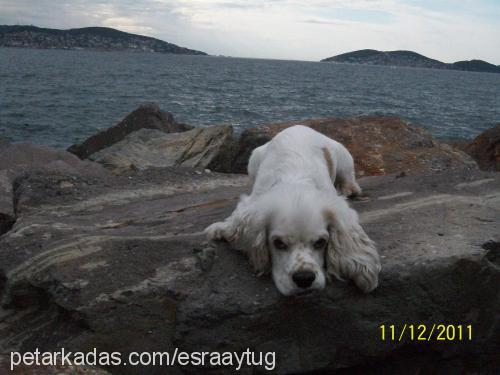 çakıl Erkek Amerikan Cocker Spaniel