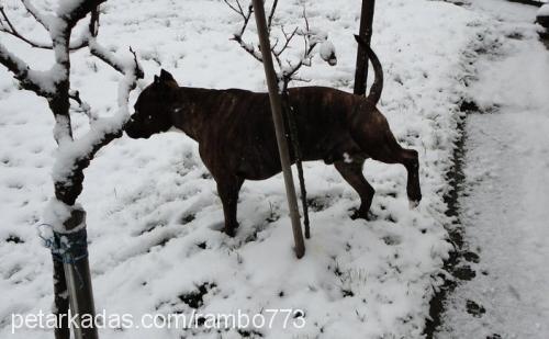 berbat Erkek Boxer