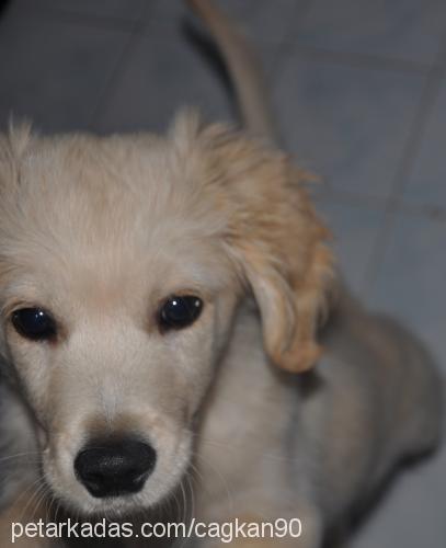 whiskey Erkek Golden Retriever