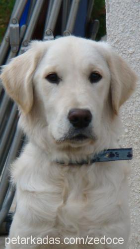 ares Erkek Golden Retriever