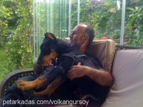 çet Erkek Doberman Pinscher