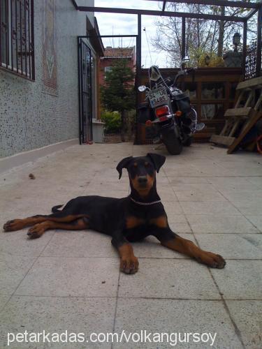 çet Erkek Doberman Pinscher