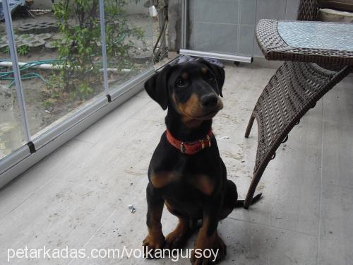 çet Erkek Doberman Pinscher