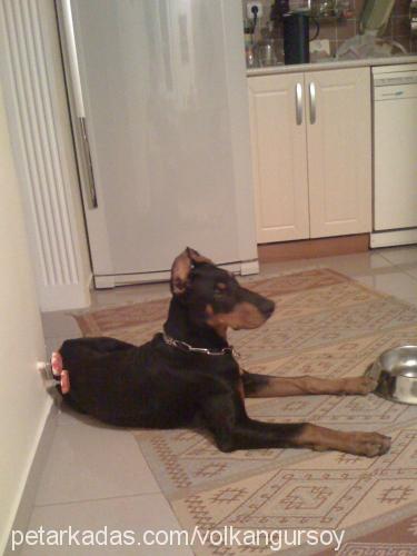 çet Erkek Doberman Pinscher