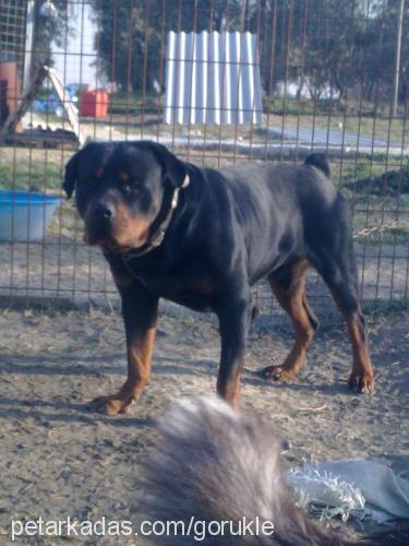 efe Erkek Rottweiler