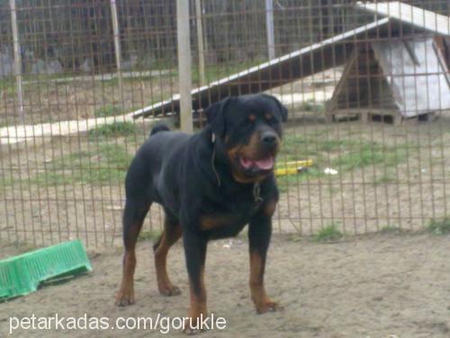 efe Erkek Rottweiler