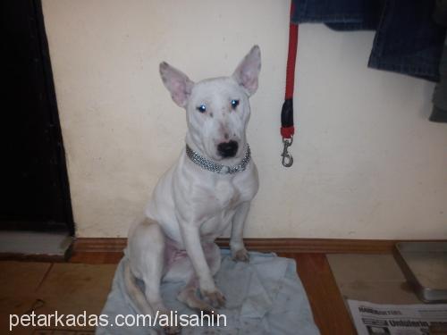 Çakil Dişi Bull Terrier