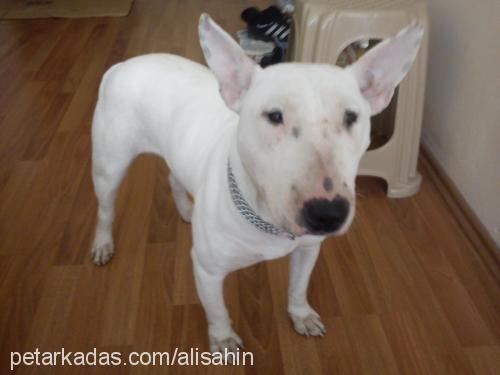 Çakil Dişi Bull Terrier