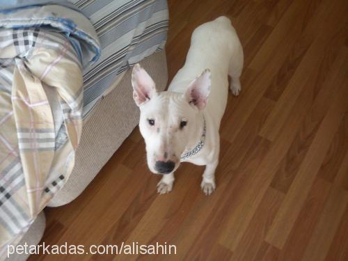 Çakil Dişi Bull Terrier