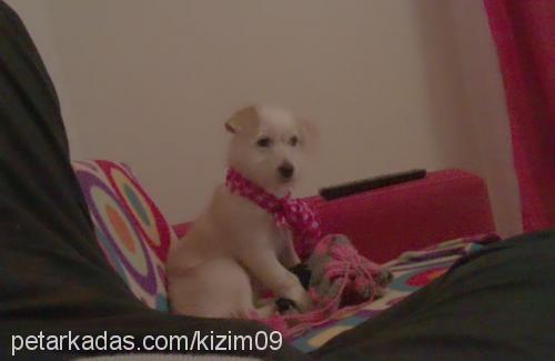 kızım Dişi Jack Russell Terrier