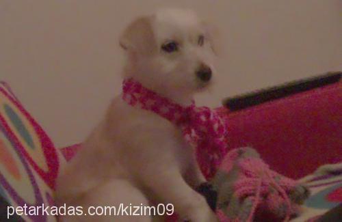 kızım Dişi Jack Russell Terrier