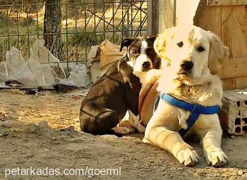 kuzey Erkek Staffordshire Bull Terrier