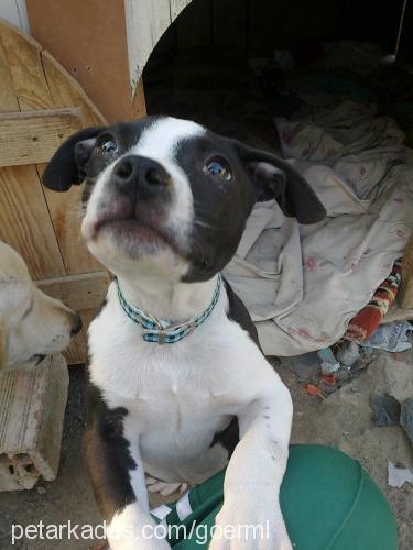 kuzey Erkek Staffordshire Bull Terrier