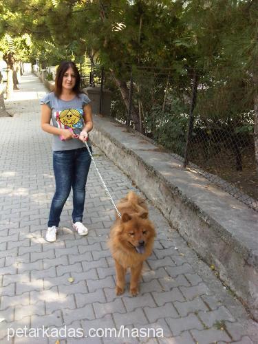 tina Dişi Chow Chow