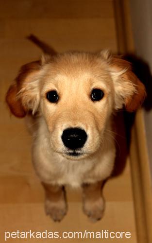 penny Dişi Golden Retriever