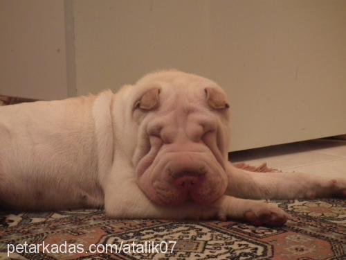 ice Dişi Çin Shar-Pei