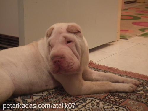 ice Dişi Çin Shar-Pei