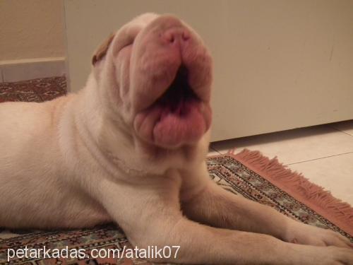 ice Dişi Çin Shar-Pei