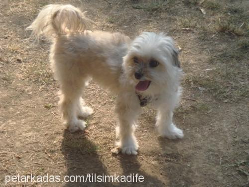 tilsim Dişi Shih-Tzu