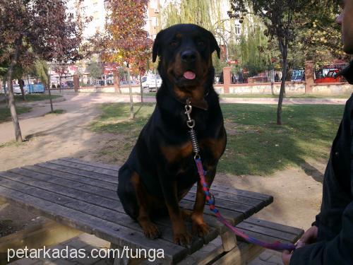 Çakıl Dişi Rottweiler