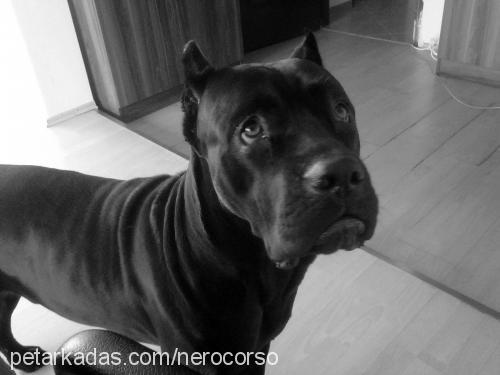 nero Erkek Cane Corso Italiano