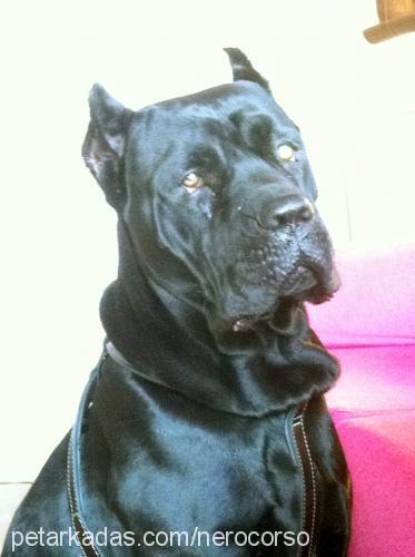 nero Erkek Cane Corso Italiano