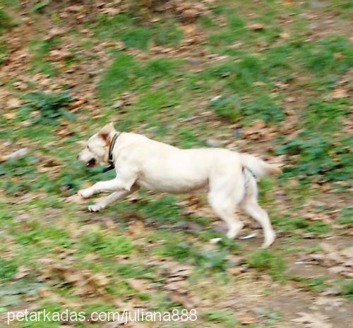 lady Dişi Labrador Retriever