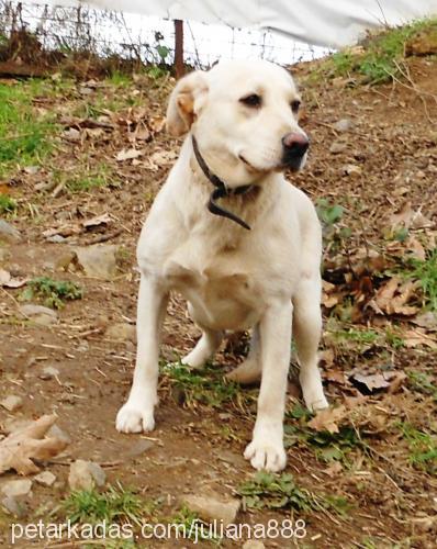 lady Dişi Labrador Retriever