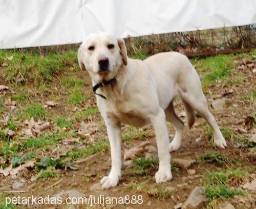 lady Dişi Labrador Retriever