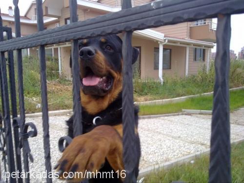 ares Erkek Rottweiler