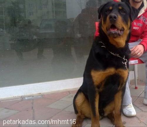 ares Erkek Rottweiler