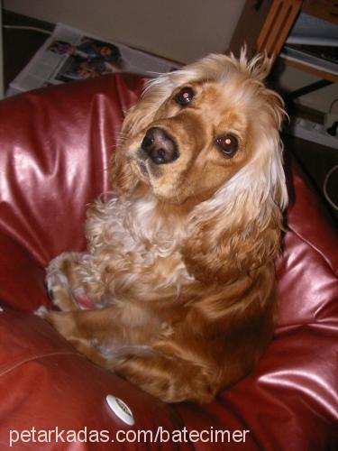 yula Dişi Amerikan Cocker Spaniel