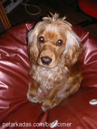 yula Dişi Amerikan Cocker Spaniel