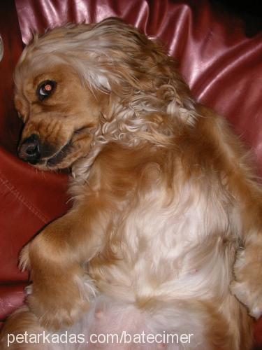 yula Dişi Amerikan Cocker Spaniel