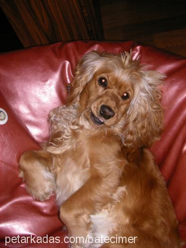 yula Dişi Amerikan Cocker Spaniel