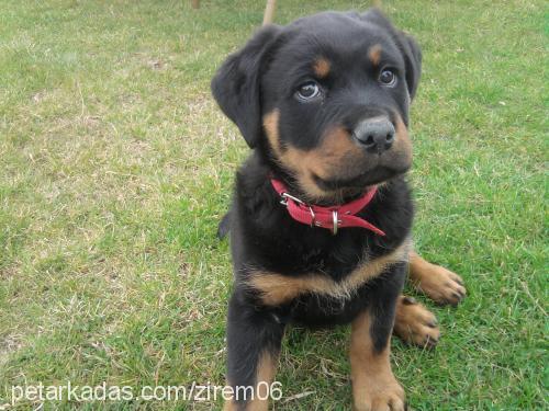 gölge Dişi Rottweiler