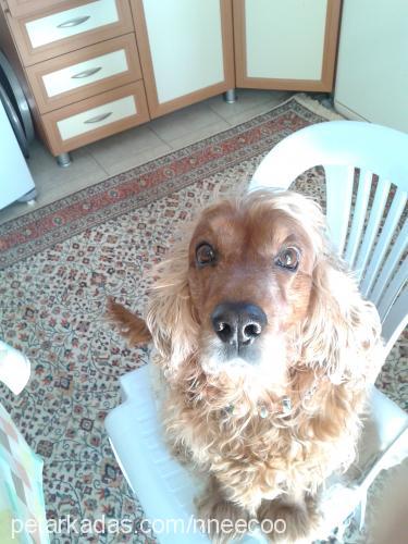 bafi Erkek İngiliz Cocker Spaniel