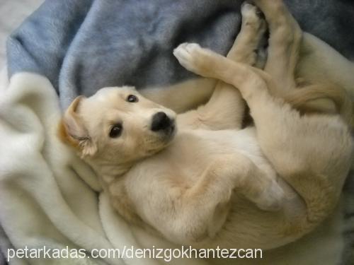 tarçın Erkek Labrador Retriever