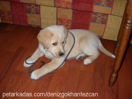 tarçın Erkek Labrador Retriever