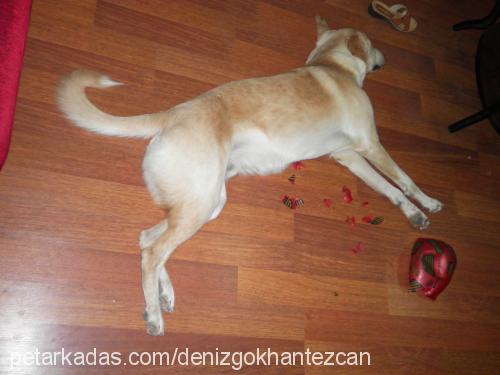 tarçın Erkek Labrador Retriever