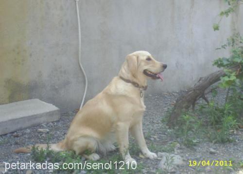 hera Dişi Golden Retriever